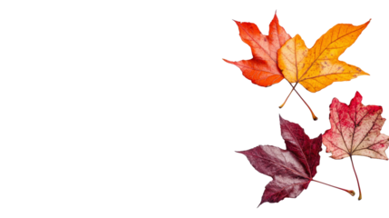 Four autumn leaves in varying shades of red, orange, and yellow are arranged against a white background, symbolizing the beauty of the fall season.