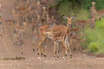 Impala herd passing a gravelroad in Kruger National Park in South Africa