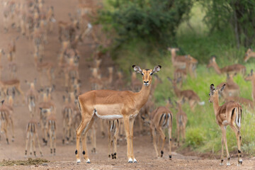 Impala herd passing a gravelroad in Kruger National Park in South Africa