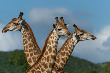 Giraffe in the green season in Zuka Private Game Reserve in Kwa Zulu Natal close to Mkuze in South Africa     