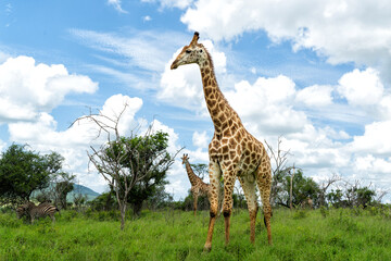 Giraffe in the green season in Zuka Private Game Reserve in Kwa Zulu Natal close to Mkuze in South Africa     