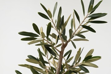 Vibrant Olive Tree Branch with Abundant Leaves Isolated on White Background