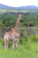 Giraffe in the green season in Zuka Private Game Reserve in Kwa Zulu Natal close to Mkuze in South Africa     