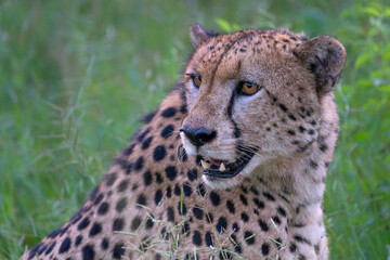 Cheetah (Acinonyx jubatus) Portrait in Mkuze Falls Game Reserve near the Mkuze River in South Africa