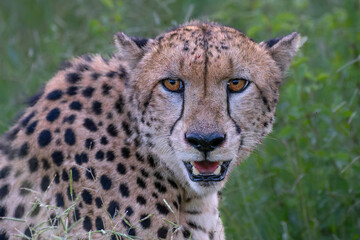 Cheetah (Acinonyx jubatus) Portrait in Mkuze Falls Game Reserve near the Mkuze River in South Africa