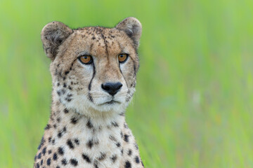 Cheetah (Acinonyx jubatus) Portrait in Mkuze Falls Game Reserve near the Mkuze River in South Africa