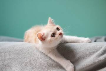 Cutest small Scottish white red tabby kitten lying on gray plaid over green wall at home