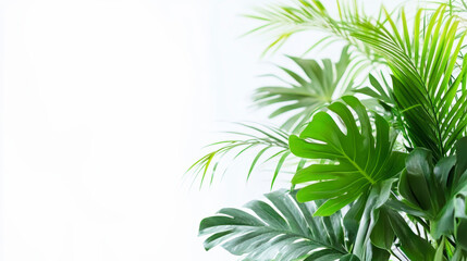 Obraz premium A cluster of lush green tropical plants with various leaf shapes stands against a bright white background.