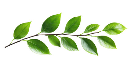 Fototapeta premium Green Leafy Branch on Transparent Background