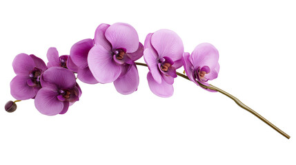 Obraz na płótnie Canvas A beautiful, delicate purple orchid branch with multiple blooms against a white background, showcasing its elegant and intricate petals.