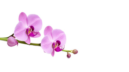 Two delicate pink orchids with buds gracefully lie against a clean, white background, creating a serene and minimalist floral composition.