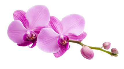 Obraz premium Two vibrant pink orchid flowers with delicate petals and unopened buds, set against a white background, capturing their elegant beauty and intricate details.