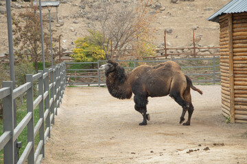 Beautiful view of camel in a zoo.