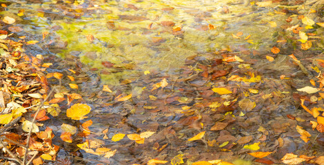 Beautiful view of leaves in autumn forest.