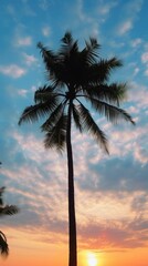 Plam tree nature sky outdoors.
