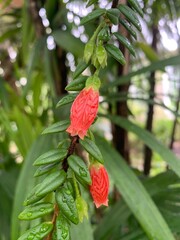 Red pepper flower