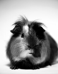 Black and White Portrait of a Guinea Pig on White Background