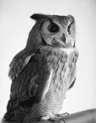 Obraz premium Majestic Great Grey Owl on White Background: Striking Wildlife Portrait in Black and White