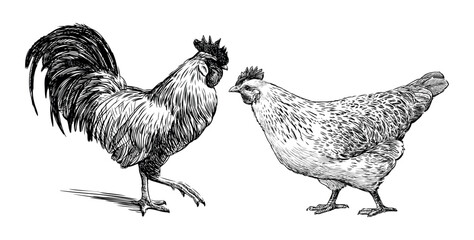 Sketches of farm rooster and hen, realistic hand drawings, vector illustration isolated on white