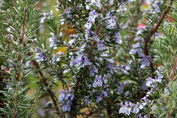 Rosmarin, Kräuter, Heilpflanze, Blüten, Strauch, 