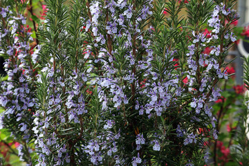 Rosmarin, Kräuter, Heilpflanze, Blüten, Strauch, 