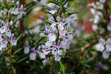 Rosmarin, Kräuter, Heilpflanze, Blüten, Strauch, 