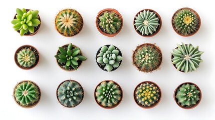 Mini Cacti Oasis: Top-Down View in Studio Lighting on White Seamless Background