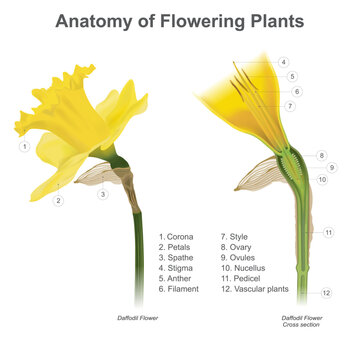 Anatomy of Flowering Plants. Cross section anatomy of flowering plants.