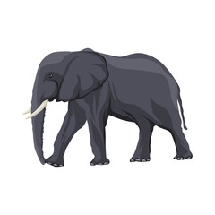Fototapeta premium Flat vector illustration of an elephant separated