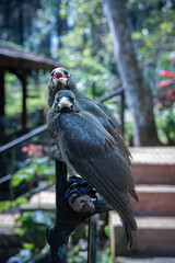 The common raven is a pet used as a decoration in a garden restaurant