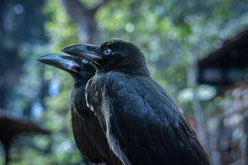 The common raven is a pet used as a decoration in a garden restaurant