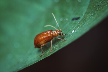 Aulacophora perched on green leaves in a garden