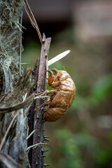 cicada shell attached to trees