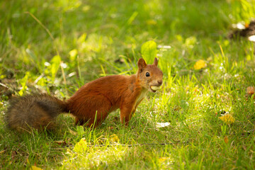 Close up of a red squirrel (Sciurus vulgaris)