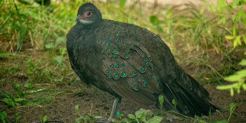 Polyplectron Germaini also as Vietnam pecock pheasant
