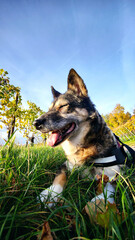 Glücklicher Hund in Wiese