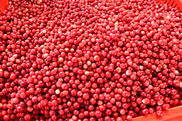 The texture of fresh bright cowberries or cranberry sold at the seasonal market in Vilnius, Lithuania.