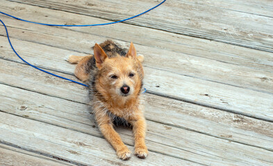 Puppy on the porch