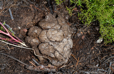 Pile of elk poop