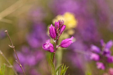 Fuchsia flower Common milkwort named Polygala vulgaris