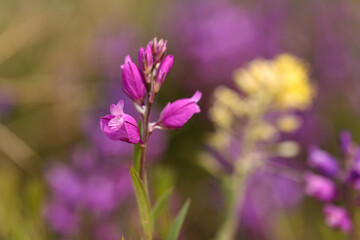 Fuchsia flower Common milkwort named Polygala vulgaris