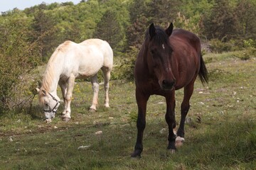 Grazing horses on pasture