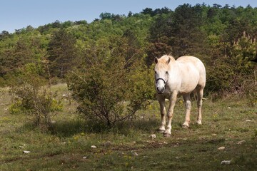 Grazing horse on pasture