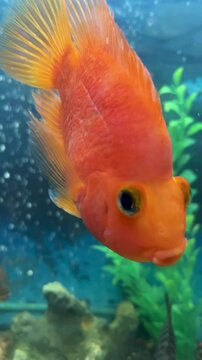Cheerful orange parrot fish in an aquarium. Red parrot cichlid. Aquarium fish.