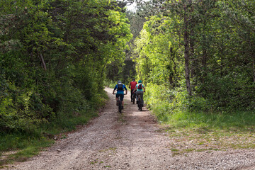 Friends mountain biking on MTB in the forest, rear view