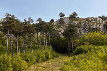 Fototapeta premium Mountain landscape with pine trees and karst rock formations
