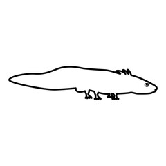 Axolotl ambystoma mexicanum view side contour outline line icon black color vector illustration image thin flat style