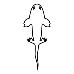 Axolotl ambystoma mexicanum overhead view contour outline line icon black color vector illustration image thin flat style