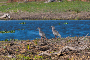 Plumbeous ibis,Theristicus caerulescens, Pantanal, Mato Grosso, Brazil.