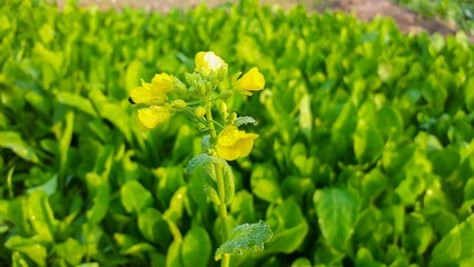 The Beauty and Benefits of Canola Flowers: A Blooming Wonder in Agriculture and Health